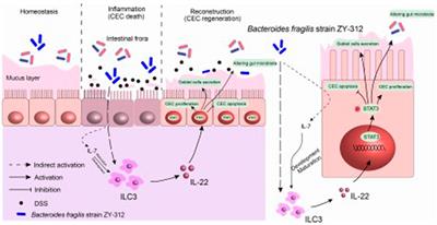 Editorial: Implication of oxidative, inflammatory, apoptotic and autophagy pathways in colitis